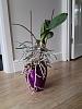 How to repot orchid with 20cm of air roots-img_20191222_124733-jpg