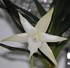 Angraecum sesquipedale finally bloomed after 3 years!-img_e0729-jpg
