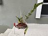 Dendrobium amethystoglossum-img_3132-1-jpg