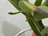 Dendrobium amethystoglossum-img_3136-1-jpg