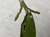 Dendrobium amethystoglossum-img_3138-1-jpg