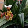 Which Paphiopedilum is this?-2-jpg