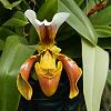 Which Paphiopedilum is this?-3-jpg