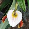 Which Paphiopedilum is this?-4-jpg