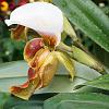 Which Paphiopedilum is this?-5-jpg