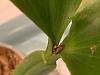 Coelogyne brachyptera flower spike?-4bc23d96-d2ce-4cb5-aee6-626cbfeb1226-jpg