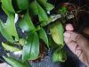 Potting Orchid Seedlings-img_20200105_192542-jpg