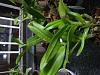 Potting Orchid Seedlings-img_20200105_192327-jpg
