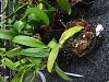 Potting Orchid Seedlings-img_20200105_192255-jpg