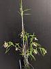 Oerstedella (Epidendrum) tetraceros-1-2-jpg