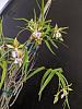Oerstedella (Epidendrum) tetraceros-3-2-jpg