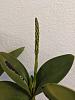 Dendrobium speciosum spike watch...-img_20200105_085735-jpg
