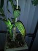 New Dendrobium with soft brown leaf-img_20200106_225922346-jpg