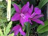 Grandma's house, forgotten purple orchids - Cattleya? Zygopetalum?-4c2a08df-bdaa-4014-8dc0-dabe68ceb335-jpg