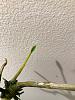 what's wrong with my keiki stem?-dendro-jpg