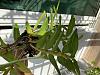 Dendrobium nobile culture in tropical area-img_8728-jpg