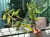 Dendrobium nobile culture in tropical area-img_8727-jpg
