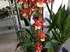 Does anyone know what kind of orchid this is-20200117_120352-jpg