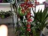 Does anyone know what kind of orchid this is-20200117_120319-jpg