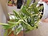 How do I get my epidendrum to flower spike-20200117_113748-jpg