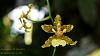 Orchids around the Yard.-dsc00120-blooming-oncidium-cf-stenotis-orchid-share-jpg