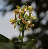 Orchids around the Yard.-dsc00442-blooming-anacheilium-crassilabium-unmarked-share-jpg