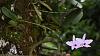 Orchids around the Yard.-dsc00433-blooming-laelia-rubescens-unmarked-share-jpg