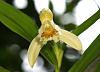 Orchids around the Yard.-dsc00415-blooming-sobralia-luteola-unmarked-share-jpg