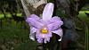 Orchids around the Yard.-dsc00199-blooming-sobralia-sp-unmarked-share-jpg