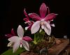who posted this flower recently and what is it??-4996_phal-speciosa-1-jpg
