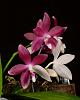 who posted this flower recently and what is it??-4996_phal-speciosa-2-jpg