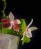 who posted this flower recently and what is it??-3058_phal-tetraspsis-1-jpg