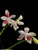 who posted this flower recently and what is it??-3058_phal-tetraspsis-jpg