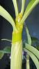 Dendrobium spectabile Flower Nodes?-5dccb88e-d962-4bce-9f32-28c046e92438-jpg