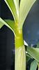 Dendrobium spectabile Flower Nodes?-05c21ee5-12d1-4997-b687-3fbed96fa465-jpg