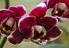 A small orchid-3-orchid-flower-jpg