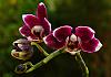 A small orchid-4-orchid-jpg