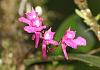 Colombia Orchid ID Please 2-ov1a5988-r_filtered-jpg
