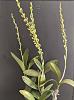 Dendrobium speciosum spike watch...-img_20200205_145414-jpg