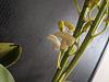 Dendrobium speciosum spike watch...-img_20200205_145427-jpg