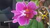 &quot;Siamese&quot; flower on a Phalaenopsis-15811848054081223565117-jpg