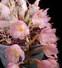 Clowesia Rebecca Northen 'Grapefruit Pink'-clowesia-rebecca-northen-2-jpg