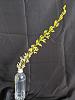 Dendrobium speciosum spike watch...-den2-jpg