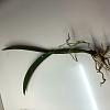 Cattleya not growing, no more bulbs-1458c15e-0b9a-4013-9a4e-6c5adaad6678-jpg