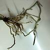 Cattleya not growing, no more bulbs-b5d060ba-7177-4cbb-b5fb-c77fb1609a1f-jpg