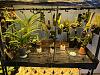 High light high water plants for orchidarium-unnamed-2-jpg