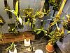 High light high water plants for orchidarium-unnamed-3-jpg
