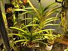 High light high water plants for orchidarium-unnamed-1-jpg