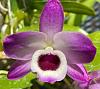 Dendrobium nobile-img_3278-2-jpg
