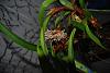 Maxillaria densa-dsc_0063-jpg